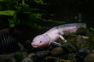 Picture of an axolotl in a tank.