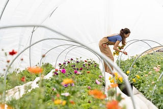 Top 7 Gardening Tips for the beginner: