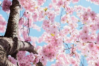Dias de primavera virão