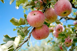 Leadership Is About Planting Orchards, Not Squeezing Stones