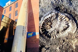 Visit Louisville, KY to search for fossils at Falls of the Ohio State Park or learn about bat…