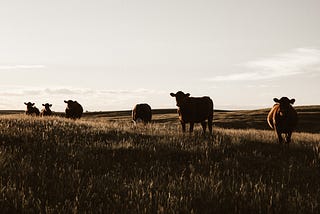 The Meadow