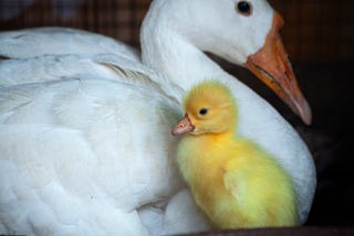 Mother duck and baby duckling.