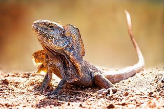 Factors To Consider Before Keeping A Reptile As A Pet