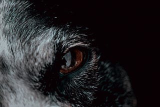 And the Wolf Follows