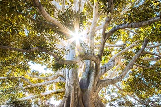A large tree with the sun shining through the branches