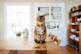 Create the Purrfect Home: How your Home Environment Shapes Your Cat’s Personality