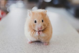 From Mouse to Man: How a Tiny Brain is Revolutionizing Neuroscience