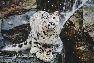 Spotting the Snow Leopards
