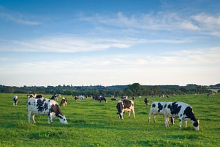 “Healthy dairy cows in a pasture, representing the high-quality, grass-fed sourcing behind premium colostrum supplements like Sisel’s Colostrum Milk & Honey.”