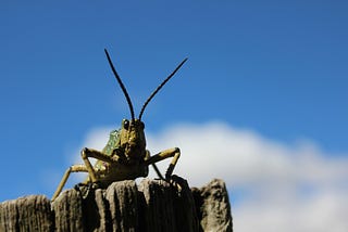 A cricket sits on top of a fence post. A blue sky with clouds is in the background.