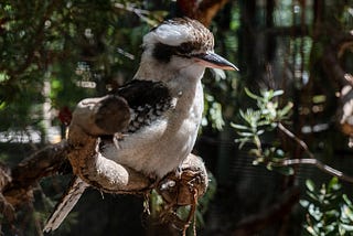 Kookaburras, Gum Trees, and Snakes!