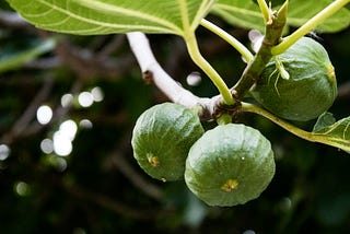 Image of figs growing on a small branch on a fig tree. They are green, because they are not ripe. Not all figs are black when they are ripe. Some are always green. As the story outlines, not every fig is edible.