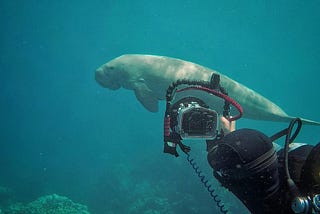A scuba diver with a camera in an underwater housing is capturing a close-up photo of a dugong swimming nearby. The scene is set in clear, blue water, with the diver positioned in the foreground holding the camera towards the dugong, which appears calm and graceful as it glides in the background. Small coral formations can be seen on the ocean floor beneath them.