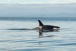 Tilikum’s Stars