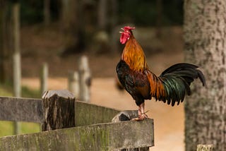 I didn’t expect to miss the sound of roosters at 5 a.m. after moving to Canada.