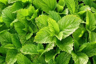 Figure shows a medicinal plant named Lemon Balm.