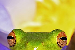 Chinese idiom: The frog in the bottom of the well