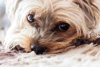 The Power of a Dog’s Nose