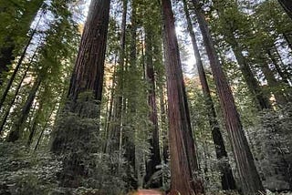 Seeing the California Redwoods While We Still Can