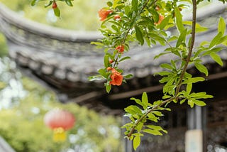 Ripening Pomegranate Tree