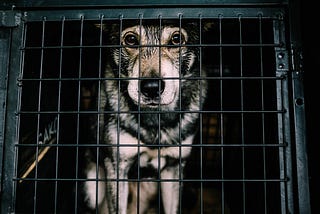 Frightened, caged dog