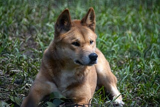 A kelpie dog, half dingo half collie