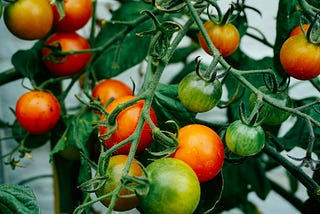 This is a photo of tomatoes on a vine. Some are ripe red; others are green.