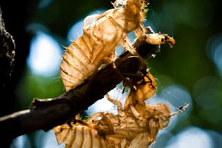 close up of two mummified bees clining to a tree branch.