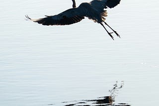 Great blue heron takes flight over calm waters