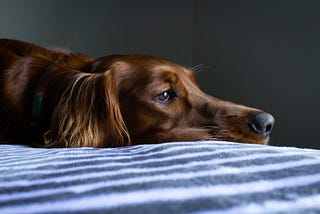 Real Talk on Pain After Your Dog Dies