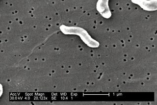 Phage Therapy: Nature’s Answer to Superbugs