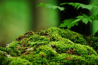 It’s not an ecosystem. It’s a Pile.