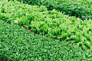 Lettuce farm