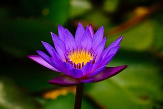 Little Blue Water Lily