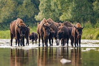 Targeted Conservation Efforts Help Restore Crashing Biodiversity