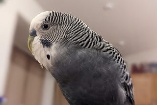 Is a Quiet Budgie, a Sad Budgie? Understanding Their Silence