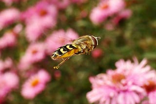 the wasp, the boot, and the lover