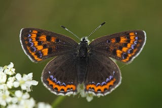 The Butterfly Effect: How Caterpillars Handle Climate Change Stresses