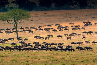 Mini-Series — Conservation Heroes