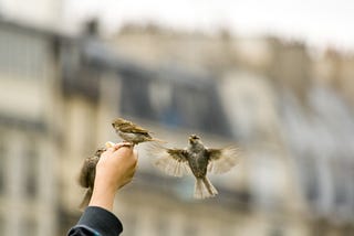 Two sparrows landing on someones hand