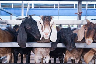 【島生彰化誌】「牧後推手」養羊實錄：那些只會偷吃的可愛失責員工們！