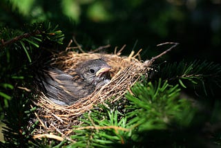 What’s in the nest?