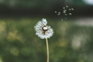 Dandelion