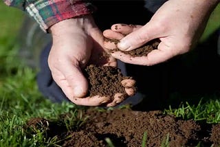 How to Grow in Sandy Soil