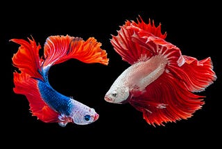 The Siamese Fighting Fish or Betta Fish