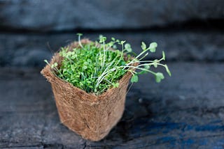 Broccoli sprouts — The ultrafood thanks to sulforaphane