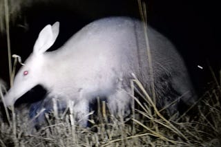 An aardvark foraging at night. Just as the animal kingdom has a diversity of types of animals fulfilling different ecological niches, so also does humanity have a diversity of types of people who can work together for the good of all.