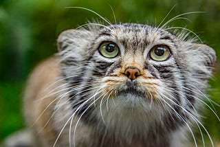 Picture of a puzzled pussy.