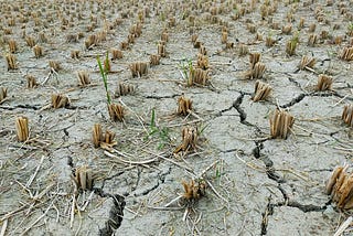 Plants struggling to grow in dry, cracked soil.